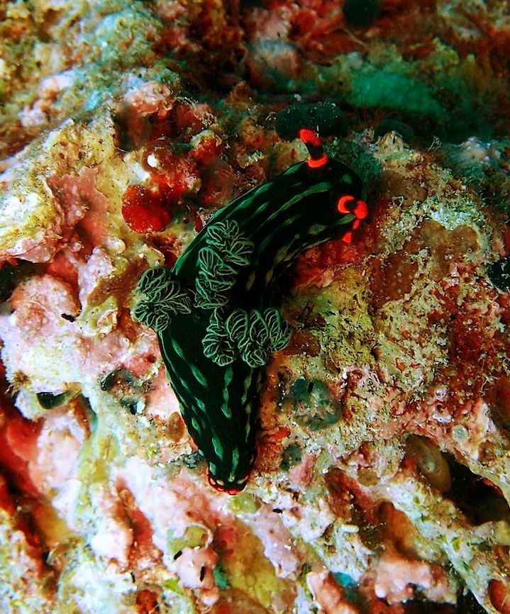 Variable Neon Slug Spotting in Apo Island. In my opinion this is one of the most beautiful nudis out there. (Oct 2, 2012)<br />
N. kubaryana is a species of colorful sea slug, a dorid nudibranch, a marine gastropod mollusk in the family Polyceridae. Its synonyms include Nembrotha nigerrima. This animal can reach a total length of more than 120 mm. It is a large dark-bodied nudibranch which may have green stripes running down the length of the body or have green raised spots. The margin of the foot and head is a vivid red-orange. The rhinophores and gills may be red or green. Nembrotha kubaryana is easily confused with a similar species, Nembrotha cristata although the latter has no red orange border on its foot.<br />
This species occurs in the tropical Indo-West Pacific.<br />
<br />
Geotagged,Nembrotha kubaryana,Philippines