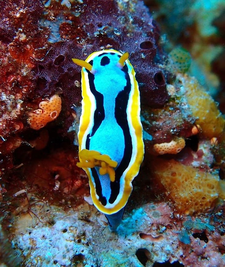 Anna's Magnificent Slug Seen in Apo Island, near Dauin (Oct 2, 2012).<br />
Chromodoris annae is a species of sea slug, a very colorful nudibranch, a shell-less marine gastropod mollusk in the family Chromodorididae. Chromodoris annae is blue with black longitudinal lines, and a white and orange mantle edge. The blue areas are flecked with tiny black dots. The colors can vary. This species is similar in appearance to Chromodoris elisabethina although lacks that species' central black line on the upper mantle. Chromodoris annae,Geotagged,Philippines,chromodoris,nudibranch,sea slug