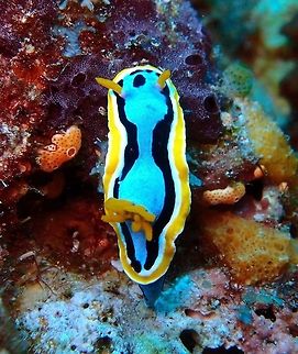 Anna's Magnificent Slug Seen in Apo Island, near Dauin (Oct 2, 2012).
Chromodoris annae is a species of sea slug, a very colorful nudibranch, a shell-less marine gastropod mollusk in the family Chromodorididae. Chromodoris annae is blue with black longitudinal lines, and a white and orange mantle edge. The blue areas are flecked with tiny black dots. The colors can vary. This species is similar in appearance to Chromodoris elisabethina although lacks that species' central black line on the upper mantle. Chromodoris annae,Geotagged,Philippines,chromodoris,nudibranch,sea slug