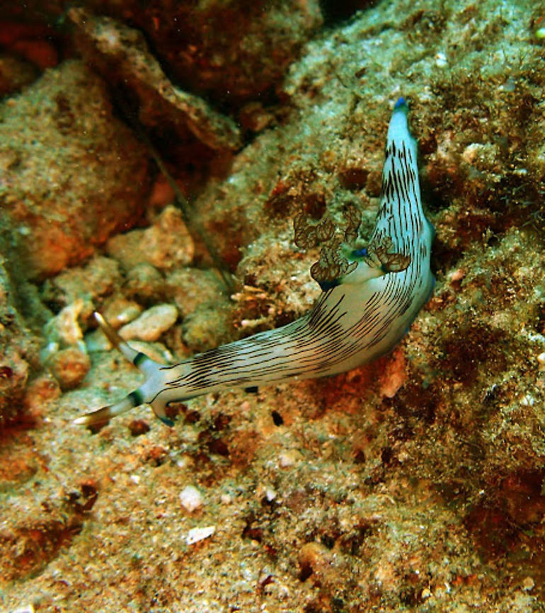Lined Nembrotha Seen in Dauin, Philippines (Oct 2, 2012).<br />
Length - 4.5cm. This slug's gill plume is large and elevated on a bulbous portion of the notum. The fine lines help distinguish it from other Nembrotha genus nudibranchs. It is rather large for a nudibranch, at nearly two inches. Its diet is said to consist of tunicates. Widespread Western Indo-Pacific. Depth - 5-30m Geotagged,Nembrotha lineolata,Philippines