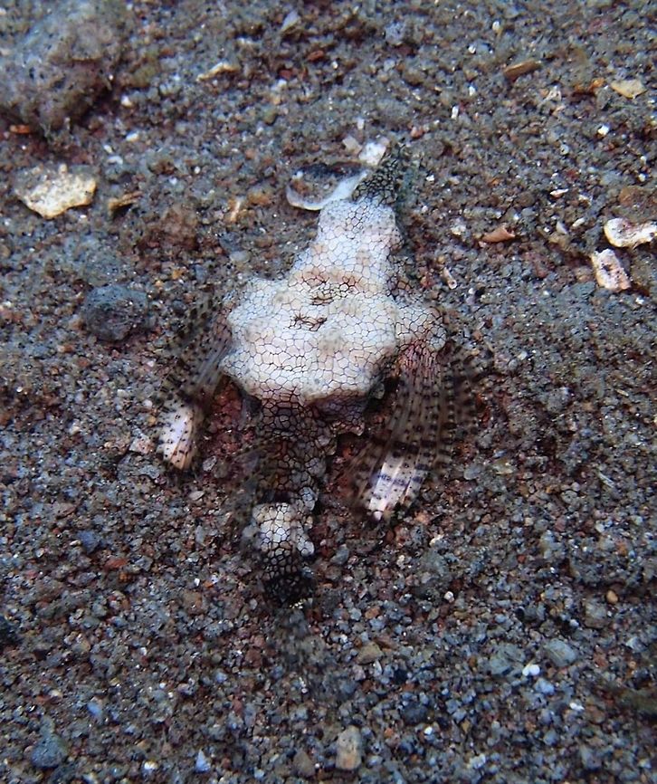 Dragon Sea Moth What do you think about this tiny dragon sea moth? the first thing it came to me is that it looks like a little man. Excellent camouflage! <br />
These fishes have the ability to change colors based on its surroundings. They can shed their skin like a snake in a single piece. They also have two wing like fins that extend out on either side of their bodies. I often saw them in couples. They can be found in the sea grass bottoms where they mimetize very well with their surroundings.<br />
Dauin Oct 3, 2012. Eurypegasus draconis,Geotagged,Little dragonfish,Philippines