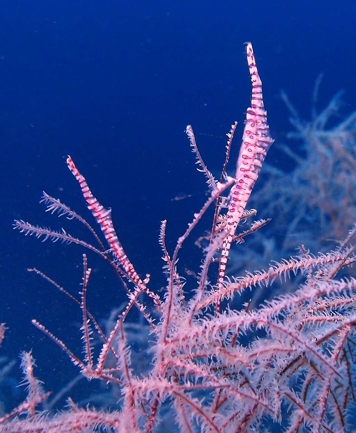 Sawblade Shimp (Tozeuma_armatum) Dauin (Oct 3, 2012)<br />
It has a beautiful stripe pattern and lives on whip coral and in black coral bushes. It matches the colour of the host. They are sometimes found alone sometimes in groups of up to 5 or more. Depth is usually 15 meters or deeper.<br />
Ref: <a href="http://reefguide.org/tozeumaarmatum.html" rel="nofollow">http://reefguide.org/tozeumaarmatum.html</a> Geotagged,Philippines,Saw-blade shrimp,Tozeuma armatum,sawblade shrimp,tozeuma
