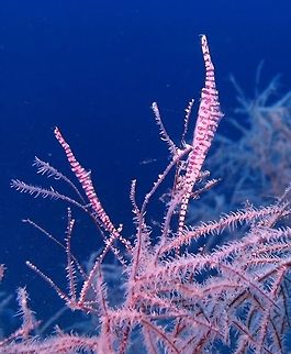 Sawblade Shimp (Tozeuma_armatum) Dauin (Oct 3, 2012)
It has a beautiful stripe pattern and lives on whip coral and in black coral bushes. It matches the colour of the host. They are sometimes found alone sometimes in groups of up to 5 or more. Depth is usually 15 meters or deeper.
Ref: http://reefguide.org/tozeumaarmatum.html Geotagged,Philippines,Saw-blade shrimp,Tozeuma armatum,sawblade shrimp,tozeuma