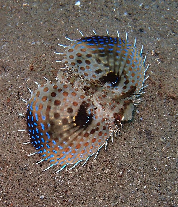 Oriental Flying Gurnard Dauin Oct 3, 2012.<br />
The oriental flying gurnard is up to 40 centimetres (16 in) in length and is usually a grayish brown color with dark markings. The fish has huge, round pectoral fins having many dark markings and a bright blue edge. The pectoral fins are normally held against the body, but when threatened the fins are expanded in to scare predators which include sea breams and mackerel.Their name is derived from the French word &#039;gurnard&#039; meaning to grunt, for the grunting sound this fish makes.<br />
This flying gurnard inhabits the Indo-Pacific Oceans at depths up to 100 metres (330 ft). The flying gurnard uses its pelvic fins to walk along the bottom of the ocean. It feeds on bony fish, bivalves, and crustaceans.<br />
I have seen it at more or less 20 m depth. Dactyloptena orientalis,Fall,Geotagged,Oriental flying gurnard,Philippines