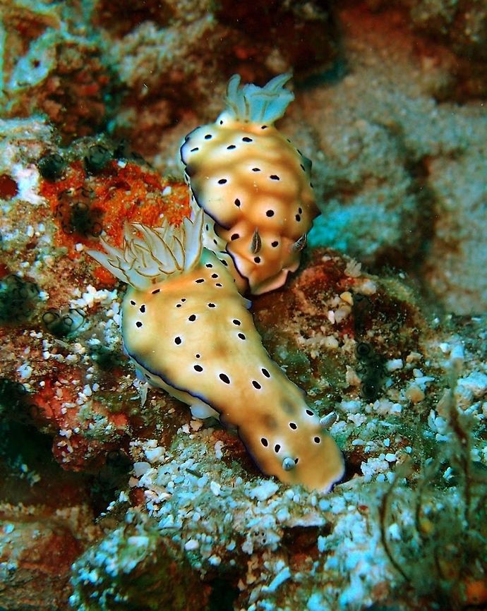 Leopard Nudibranch Dauin, Oct 2, 2012.<br />
A dorid nudibranch, marine gastropod mollusk in the family Chromodorididae. Hypselodoris tryoni has a brown body and white foot. The body and upper dorsum are covered in purple spots ringed with white or light-brown. The gills are typically translucent white or light-brown and the rhinophores are brown to dark-brown and covered in circular white lines. It has a thin blue or purple line on the mantle edge. There is some colour variation between individuals. Sea slugs such as Hypselodoris tyroni, are known to exihibit trailing behaviour where up to four animals will follow one another very closely, often touching. It is not known what causes this behaviour.<br />
This species occurs in the tropical Western Pacific Ocean from Australia to the Philippines. Like many slugs in the family Chromodorididae, Risbecia tyroni feeds on sponges and have been seen feeding on sponges from the genus Dysidea.  Geotagged,Hypselodoris tryoni,Philippines