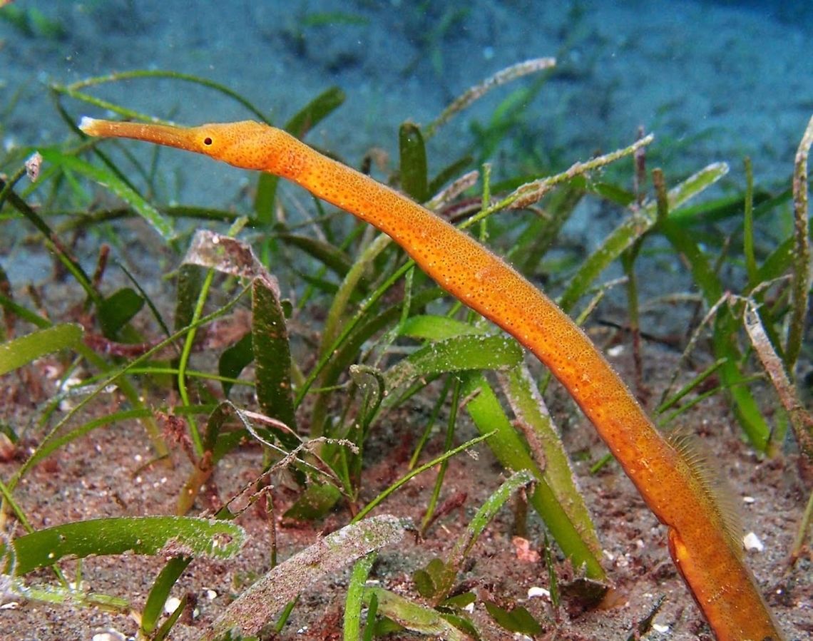 Bent pipefish (Trachyrhamphus_bicoarctatus) Seen in Dauin, Oct 4, 2012.<br />
Long (40 cm) and thin pipefish, brown or yellow, crawling on the sand. Typical head bent with respect to the body.<br />
Indo-pacific distribution, but it is more likely a species complex, including local species. Coastal bay, Lagoon, Mud, Sand. Mimetizes very well in sea grass bottoms. Bentstick pipefish,Geotagged,Philippines,Trachyrhamphus bicoarctatus,pipefish,trachyrhamphus