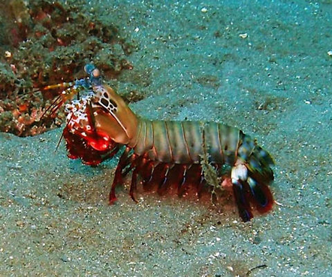 Peacock mantis shrimp Seen in Dauin, Philippines (Oct 4, 2012).
O. scyllarus is one of the larger, more colorful mantis shrimps commonly seen, ranging in size from 3 to 18 centimetres (1.2 to 7.1 in). They are primarily green in color, with orange legs and leopard-like spots on the anterior carapace. Their ability to see circularly polarized light has led to studies to determine if the mechanisms by which their eyes operate can be replicated for use in reading CDs and similar optical information storage devices. This mantis shrimp is a smasher, with club shaped raptorial appendages. An active hunter, it prefers gastropods, crustaceans, and bivalves, and will repeatedly smash its prey until it can gain access to the soft tissue for consumption. It is reported to have a "punch" of over 50 miles per hour (80 km/h). This is the fastest recorded punch of any living animal. The acceleration is that of a .22 caliber handgun, with a force created of 200 pounds per strike. In addition, the surface of its appendages is made up of extremely dense hydroxyapatite, layered in a manner which is highly resistant to fracturing. Glass aquaria can be broken by them. The composition is being investigated for potential synthesis and engineering use.
Is a large mantis shrimp native to the Indo-Pacific from Guam to East Africa. Popular in aquaria Geotagged,Odontodactylus scyllarus,Peacock mantis shrimp,Philippines