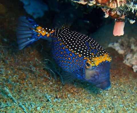 Whitespotted Boxfish Seen in Dauin, Oct 5, 2012.
This particular species has a definite difference between male and female. The Male is known as the Blue Boxfish and is attractively marked with rust colored spots on a bright blue body. The female, is more subdued but still striking with it’s white spots and black body coloration. Boxfish secrete poison from their skin when they are in danger or stressed. Many reef predators will take one taste and spit them out. This makes it difficult to keep boxfish in a home aquarium. They may end up poisoning other fish and even themselves.
Habitat:

Indo-Pacific and Eastern Pacific: East Africa to the Mexico, north to southern Japan and the Hawaiian Islands, south to New Caledonia and the Tuamoto Islands. Depth range 1 - 30 m. Inhabits clear lagoon and seaward reefs from the lower surge zone to at least 30 meters. Juveniles among rocky boulders, often with long spined urchins, and adults on reef crests and slopes. Males swim about more openly than females that are often in close vicinity to the males. Solitary. Feeds on didemnid tunicates, polychaetes, sponges, mollusks, copepods, and algae.  Geotagged,Ostracion meleagris,Philippines