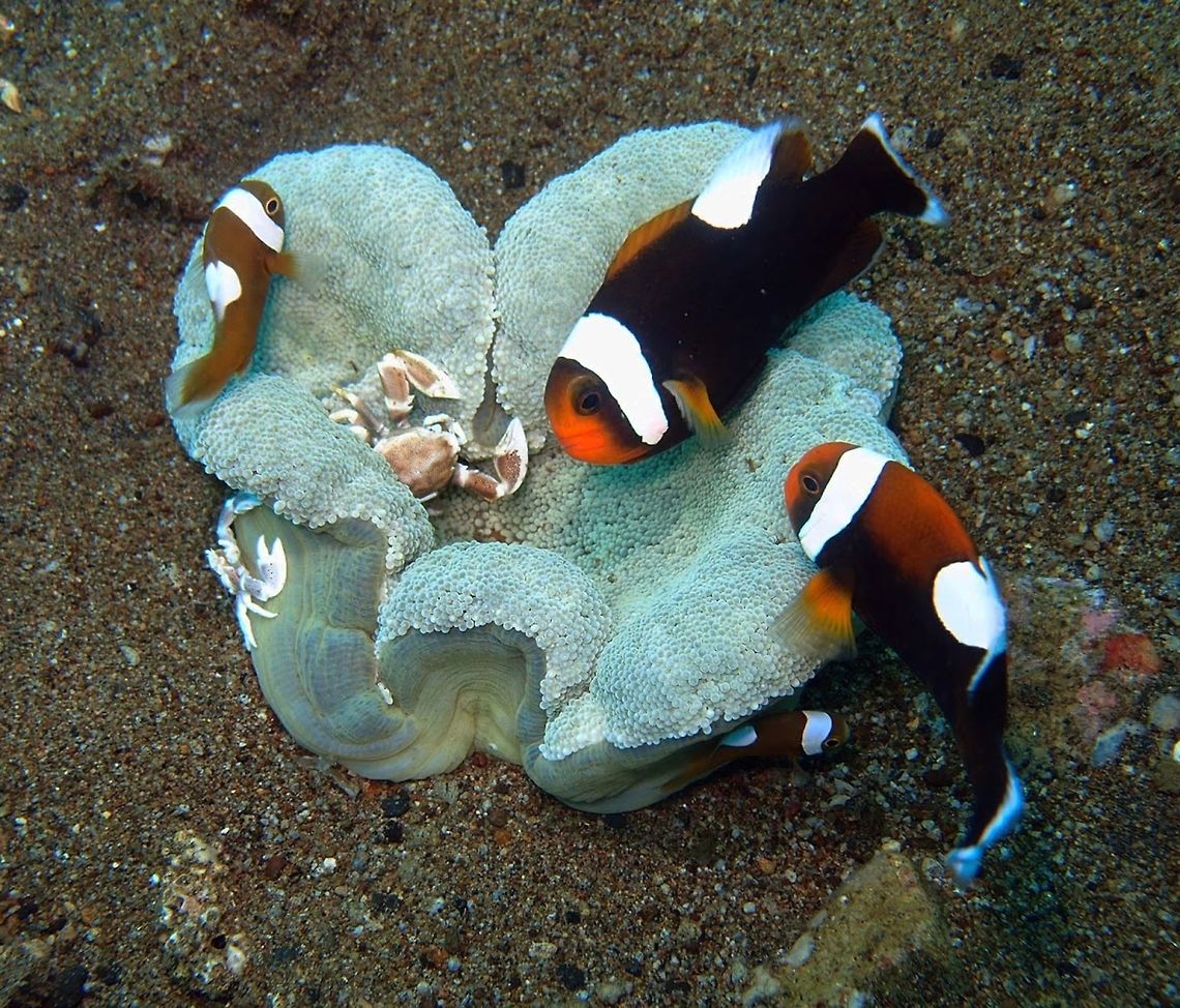 Haddon's Saddle Carpet Anemone (Stichodactyla_haddoni) Is an anemone that can reach up to 50 cm in diameter and exists in many colors: green, orange, tan, stripped with grey etc. Its many short tentacles give it a &quot;plush carpet&quot; appearance, thus the name Carpet Anemone.<br />
Tropical sea anemone hosting a variety of fishes, shrimps and crabs.<br />
Here we can see a young anemone has been claimed by a family of skunk anemone fishes (Amphiprion polymnus) and a family of porcelain crabs (Neopetrolisthes maculatus).<br />
Ref: <a href="https://es.wikipedia.org/wiki/Stichodactyla_haddoni" rel="nofollow">https://es.wikipedia.org/wiki/Stichodactyla_haddoni</a> Geotagged,Neopetrolisthes maculatus,Philippines,Stichodactyla haddoni,amphiprion polymnus,carpet anemone,stychodactyla