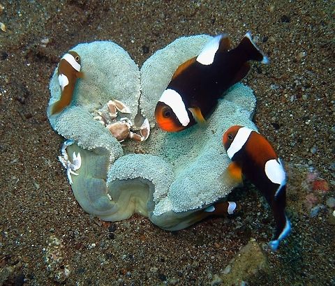 Haddon's Saddle Carpet Anemone (Stichodactyla_haddoni) Is an anemone that can reach up to 50 cm in diameter and exists in many colors: green, orange, tan, stripped with grey etc. Its many short tentacles give it a "plush carpet" appearance, thus the name Carpet Anemone.
Tropical sea anemone hosting a variety of fishes, shrimps and crabs.
Here we can see a young anemone has been claimed by a family of skunk anemone fishes (Amphiprion polymnus) and a family of porcelain crabs (Neopetrolisthes maculatus).
Ref: https://es.wikipedia.org/wiki/Stichodactyla_haddoni Geotagged,Neopetrolisthes maculatus,Philippines,Stichodactyla haddoni,amphiprion polymnus,carpet anemone,stychodactyla