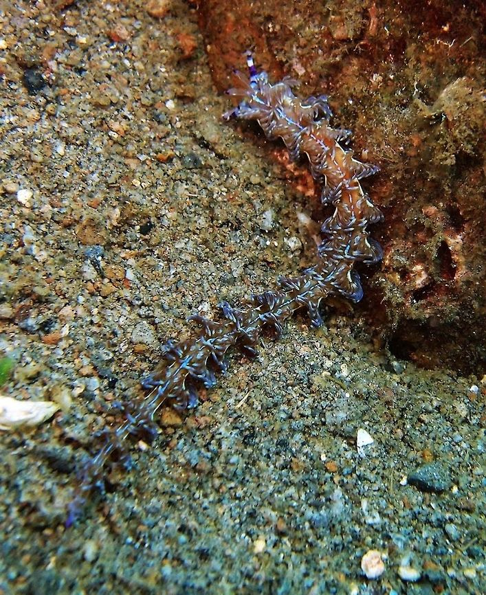 Blue Dragon (Pteraeolidia_ianthina) Dauin, Oct 3, 2012<br />
Is a species of sea slug, an aeolid nudibranch, a marine gastropod mollusc in the family Facelinidae. It can inflict a painful sting to humans. The slug is very elongated (7 cm) with many clusters of medium-large sized cerata along the length of the body. The fat rhinophores and the long cephalic tentacles have at least two dark purple bands that stand out. The tips of the cerata contain nematocysts. This sea slug has evolved the ability to harness the sun&#039;s energy for its own use. This is possible because the slug feeds on hydroids which contain symbiotic zooxanthellae, microscopic dinoflagellates that are photosynthetic &mdash; in other words that have the capability to make sugars from sunshine. Symbiotic zooxanthellae continue to photosynthesise inside the body and give rise to brown and green pigments. The zooxanthellae, together with the nematocysts, are presumed to be derived from coelenterate prey.<br />
Found in diverse habitats and among shallow coral reefs throughout Southwestern Pacific Ocean, from Hawaii to the Philippines, to the Northeast Australian waters and New Zealand.<br />
Blue dragon name comes from its ressemblance to the Chinese Dragon. Geotagged,Philippines,Pteraeolidia ianthina