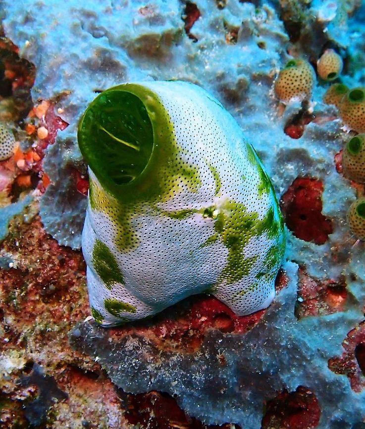 Urn ascidian (Didemnum_molle) Dauin, Oct 5, 2012.<br />
Is a species of tunicate in the family Didemnidae. Soft, urn shaped, colonies, more rarely encrusting or lobed, diameter 5-10 cm. The common cloacal opening is very large compared to the many, tiny, oral siphons scattered all upon the colony. The dark green colour of the cloacal opening and of irregular stripes is due to a symbiotic blue-green algae (Prochloron).<br />
Habitat: Coral reefs, Indo Pacific. Didemnum molle,Geotagged,Philippines