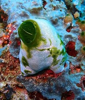 Urn ascidian (Didemnum_molle) Dauin, Oct 5, 2012.
Is a species of tunicate in the family Didemnidae. Soft, urn shaped, colonies, more rarely encrusting or lobed, diameter 5-10 cm. The common cloacal opening is very large compared to the many, tiny, oral siphons scattered all upon the colony. The dark green colour of the cloacal opening and of irregular stripes is due to a symbiotic blue-green algae (Prochloron).
Habitat: Coral reefs, Indo Pacific. Didemnum molle,Geotagged,Philippines
