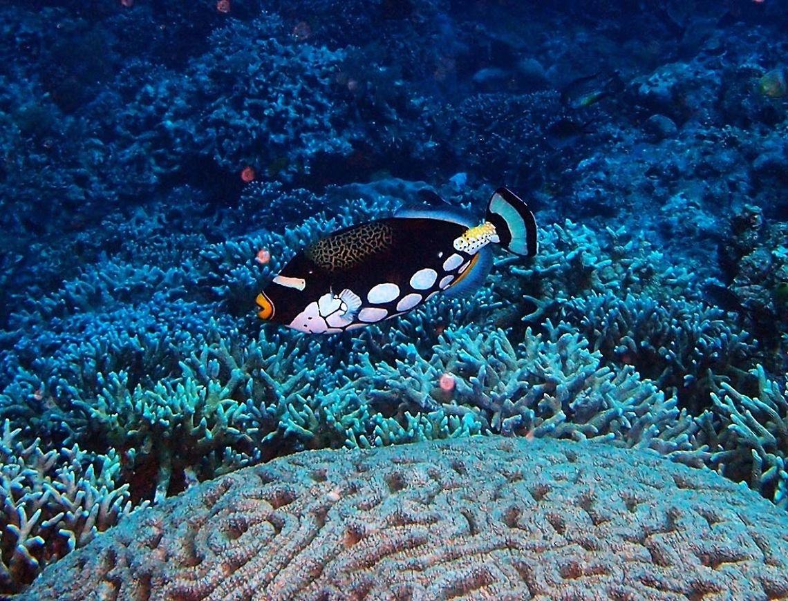 Clown Triggerfish (Balistoides_conspicillum) Dauin, Oct 2, 2012<br />
Is a triggerfish from the order Tetraodontiformes. The fish can reach up to about 50 cm (20 in) in length. It has strong jaws which are used to crush and eat sea urchins, crustaceans and hard-shelled mollusks. This fish has unique coloration. The ventral surface has large, white spots on a dark background, and its dorsal surface has black spots on yellow. There is a vertical, white (slightly yellow) stripe on the caudal fin. The brightly painted yellow mouth may be used to deter potential predators. This fish has a form of camouflage that is, or is similar to, countershading. From below, the white spots look like the surface of the water above it. From above, the fish will blend in more with the coral reef environment.<br />
Habitat:<br />
<br />
This species is a primarily marine species, and is found in tropical Indo-Pacific coastal waters from 1-75 metres in depth (3-250 ft). This fish is generally uncommon or rare throughout its range, which includes East Africa to South Africa, through to Indonesia, and all the way to Japan and New Caledonia. The clown triggerfish is most commonly found around coral reefs. It lives in clear coastal to outer reef habitats. Juveniles are rarely seen because they shelter in caves and crevices below 25m.<br />
<br />
 Balistoides conspicillum,Clown Triggerfish,Geotagged,Philippines