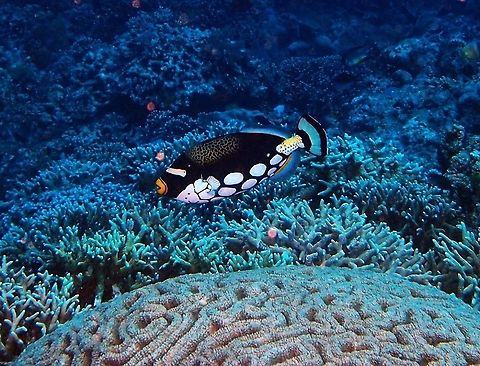 Clown Triggerfish (Balistoides_conspicillum) Dauin, Oct 2, 2012
Is a triggerfish from the order Tetraodontiformes. The fish can reach up to about 50 cm (20 in) in length. It has strong jaws which are used to crush and eat sea urchins, crustaceans and hard-shelled mollusks. This fish has unique coloration. The ventral surface has large, white spots on a dark background, and its dorsal surface has black spots on yellow. There is a vertical, white (slightly yellow) stripe on the caudal fin. The brightly painted yellow mouth may be used to deter potential predators. This fish has a form of camouflage that is, or is similar to, countershading. From below, the white spots look like the surface of the water above it. From above, the fish will blend in more with the coral reef environment.
Habitat:

This species is a primarily marine species, and is found in tropical Indo-Pacific coastal waters from 1-75 metres in depth (3-250 ft). This fish is generally uncommon or rare throughout its range, which includes East Africa to South Africa, through to Indonesia, and all the way to Japan and New Caledonia. The clown triggerfish is most commonly found around coral reefs. It lives in clear coastal to outer reef habitats. Juveniles are rarely seen because they shelter in caves and crevices below 25m.

 Balistoides conspicillum,Clown Triggerfish,Geotagged,Philippines