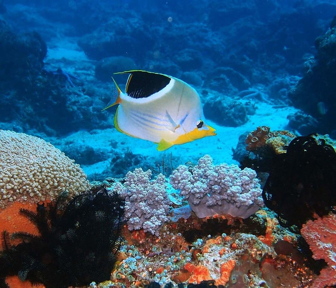 Saddleback butterflyfish (Chaetodon_ephippium) Dauin, Oct 2, 2012<br />
Is a species of butterflyfish (family Chaetodontidae). It is a large butterflyfish, at up to 30 cm (nearly 12 in) long together with the Lined Butterflyfish (C. lineolatus) the giant among its genus. In shape it resembles certain angelfishes more than most of its relatives. The overall color is yellowish grey, with a large black spot bordered below by a broad white band on the back and wavy blue lines on the lower sides. The throat and the outline of the hind parts is bright yellow. Adults have a filament extending posteriorly from the upper part of the soft portion of the dorsal fin.<br />
Habitat:<br />
<br />
It is found in the Indian and Pacific Oceans from Sri Lanka and the Cocos-Keeling Islands to the Hawaiian, Marquesan and Tuamoto islands, north to southern Japan, south to Rowley Shoals and New South Wales in Australia. The Saddle Butterflyfish is found at depths between 0 and 30 m in coral reefs. It feeds on filamentous algae, small invertebrates, coral polyps, and fish eggs.<br />
<br />
 Chaetodon ephippium,Geotagged,Philippines,Saddle Butterflyfish
