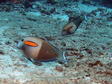 Orangeband surgeonfish (Acanthurus_olivaceus) Dauin, Oct 5, 2012.
Max length : 35.0 cm. Dorsal spines (total): 9; Dorsal soft rays (total): 23-25; Anal spines: 3; Anal soft rays: 22 - 24. Body of adult dark grayish brown; juveniles yellow; posterior to upper end of gill opening is a bright orange horizontal band, with purplish black border. Head and anterior half of body usually abruptly paler than the posterior half. Anterior gill rakers 24-28; posterior 23-27. Large adult males (about 17 cm) with more definite convexity of snout profile.
Habitat:

Depth range 3 - 46 m Pacific Ocean: Christmas Island and Cocos-Keeling Islands in the eastern Indian Ocean to the Hawaiian and Tuamoto islands, north to Japan, south to Lord Howe Island. Inhabit seaward reefs, in areas of bare rock or mixed rubble and sand, from 9 to at least 46 m depth; juveniles inhabit protected bays and lagoons, singly or in small groups in as little as 3 m. Adults occur singly or in schools and feed on surface film of detritus, diatoms, and fine filamentous algae covering sand and bare rock. Acanthurus olivaceus,Geotagged,Philippines,surgeonfish