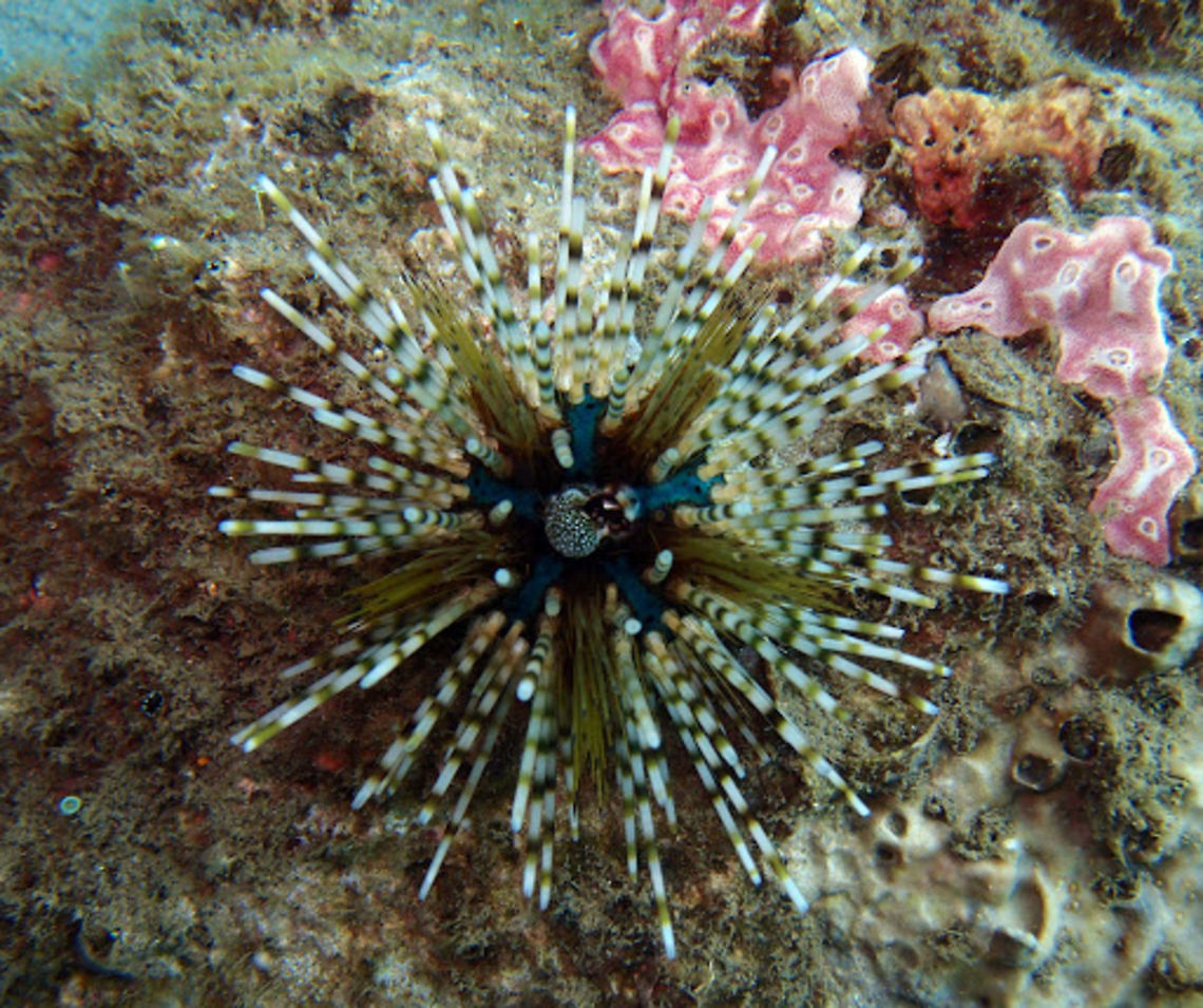 Banded Sea Urchin (Echinotrix_calamaris) Dauin, Oct 3, 2012.<br />
The banded sea urchin or double spined urchin, Echinothrix calamaris, is a sea urchin with a test (shell) diameter of about 5 cm. It has two sets of spines, shorter closed spines which are dark in colour and can deliver a nasty sting, and longer open ended spines that are often banded. This gives it a significant advantage. <br />
It is found in the Indo-Pacific region, on back reefs. It is active at night, hiding in crevices or under rocks at night. Many juvenile fish of the family Apogonidae (cardinal fish) may hide in the spines for protection. Double spined urchin,Echinothrix calamaris,Geotagged,Philippines