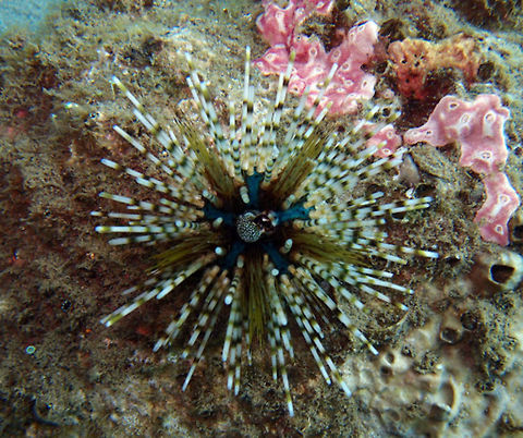 Banded Sea Urchin (Echinotrix_calamaris) Dauin, Oct 3, 2012.
The banded sea urchin or double spined urchin, Echinothrix calamaris, is a sea urchin with a test (shell) diameter of about 5 cm. It has two sets of spines, shorter closed spines which are dark in colour and can deliver a nasty sting, and longer open ended spines that are often banded. This gives it a significant advantage. 
It is found in the Indo-Pacific region, on back reefs. It is active at night, hiding in crevices or under rocks at night. Many juvenile fish of the family Apogonidae (cardinal fish) may hide in the spines for protection. Double spined urchin,Echinothrix calamaris,Geotagged,Philippines