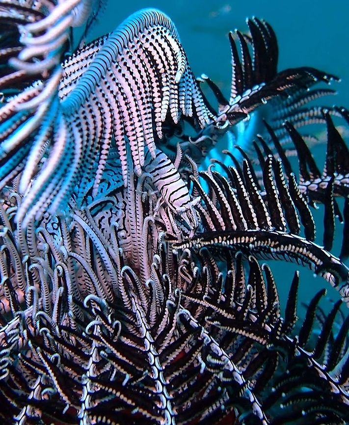 Laomenes_amboinensis Dauin, Oct 3, 2012.<br />
Up to 2 cm. Tiny shrimps that are found mimetized in the crinoids. If the crinoid is white and black they are also; in crinoids grey and yellow I have seen them in that other color combination.<br />
Is a species of shrimp found in waters off Indonesia, Queensland, New Caledonia, the Marshall Islands, the Ryukyu Islands and Papua New Guinea. Geotagged,Laomenes amboinensis,Philippines