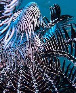 Laomenes_amboinensis Dauin, Oct 3, 2012.
Up to 2 cm. Tiny shrimps that are found mimetized in the crinoids. If the crinoid is white and black they are also; in crinoids grey and yellow I have seen them in that other color combination.
Is a species of shrimp found in waters off Indonesia, Queensland, New Caledonia, the Marshall Islands, the Ryukyu Islands and Papua New Guinea. Geotagged,Laomenes amboinensis,Philippines