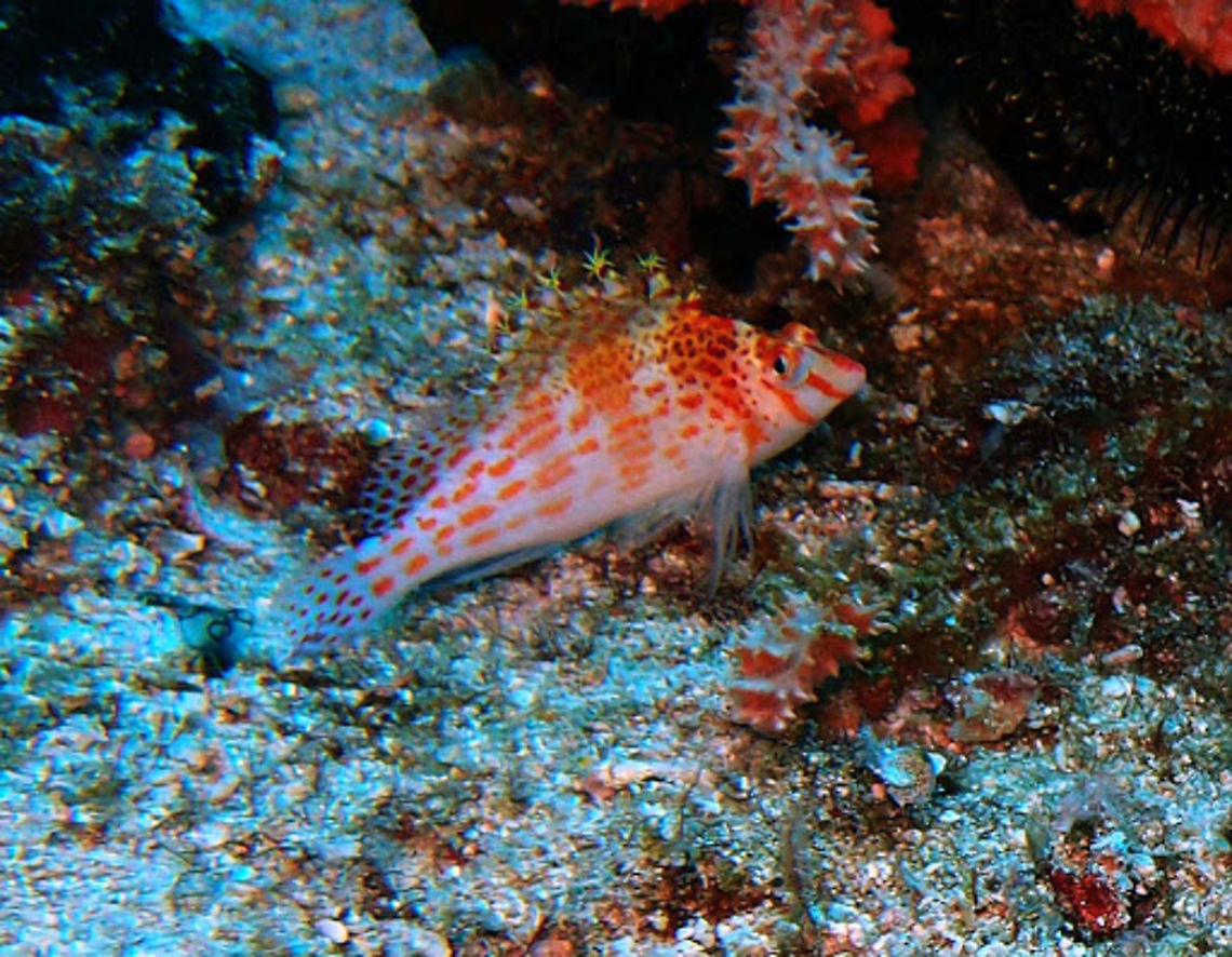 Dwarf Hawkfish (Cirrhitichtys_falco) Dauin Oct 5, 2012.<br />
This hawkfish can reach a maximum length of 7 cm. They are red-pink and white in color, and have tassles on the tip of their dorsal fins. Hawkfish can "switch" gender roles in a matter of weeks. Males can become females, and females can become males in a biological inconsistency. Hawkfish live in harems with a dominant male, but if a male has too many females in his harem, then the subdominant female may break away and begin to produce testosterone and change gender in a effort to challenge the dominant male.<br />
Is a hawkfish of the family Cirrhitidae found across the western Indo-Pacific Oceans.They inhabit tropical reefs and feed on very small fish and benthic invertebrates. Cirrhitichthys falco,Dwarf hawkfish,Geotagged,Philippines