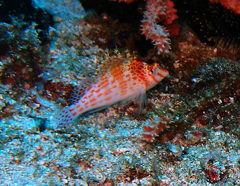 Dwarf Hawkfish (Cirrhitichtys_falco) Dauin Oct 5, 2012.
This hawkfish can reach a maximum length of 7 cm. They are red-pink and white in color, and have tassles on the tip of their dorsal fins. Hawkfish can "switch" gender roles in a matter of weeks. Males can become females, and females can become males in a biological inconsistency. Hawkfish live in harems with a dominant male, but if a male has too many females in his harem, then the subdominant female may break away and begin to produce testosterone and change gender in a effort to challenge the dominant male.
Is a hawkfish of the family Cirrhitidae found across the western Indo-Pacific Oceans.They inhabit tropical reefs and feed on very small fish and benthic invertebrates. Cirrhitichthys falco,Dwarf hawkfish,Geotagged,Philippines