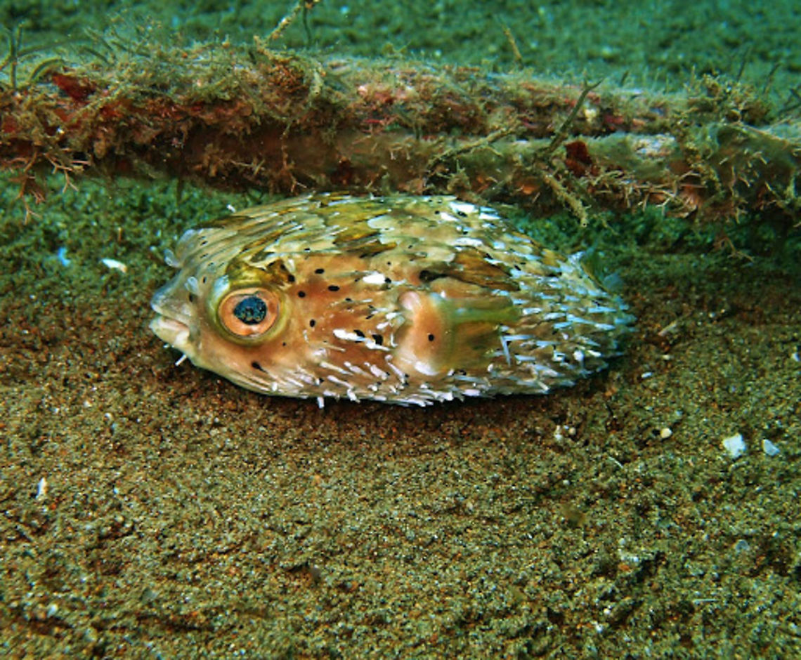 Porcupine fish (Cyclichthys_orbicularis) Dauin, Oct 4, 2012.<br />
Max length : 30.0 cm. Adults brown to grey with blotches and clusters of black spots on back and sides; pelagic juveniles covered with black spots.<br />
Indo Pacific, reef-associated. Depth range 9 - 170 m. Inhabit clear protected reefs with sponge and algal habitats. Often in large sponges during the day. Usually over sand and mud bottoms. Active at night, feeding among reefs. Feeds on hard-shelled invertebrates. Cyclichthys orbicularis,Geotagged,Philippines
