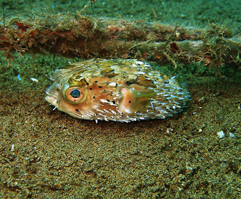 Porcupine fish (Cyclichthys_orbicularis) Dauin, Oct 4, 2012.
Max length : 30.0 cm. Adults brown to grey with blotches and clusters of black spots on back and sides; pelagic juveniles covered with black spots.
Indo Pacific, reef-associated. Depth range 9 - 170 m. Inhabit clear protected reefs with sponge and algal habitats. Often in large sponges during the day. Usually over sand and mud bottoms. Active at night, feeding among reefs. Feeds on hard-shelled invertebrates. Cyclichthys orbicularis,Geotagged,Philippines