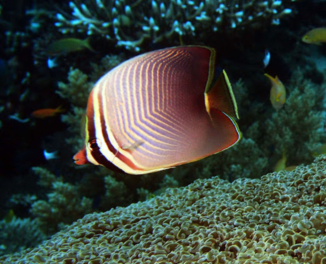 Chaetodon_baronessa Dauin, Oct 6, 2012.<br />
Is a species of butterflyfish (family Chaetodontidae). It grows to a maximum of 16 cm long. The body has a pattern of alternating cream and grey-brown to purple chevron-shaped bars. There are three dark bars on the head, including one running across the eye. <br />
It is found in the Indo-West Pacific region from the Cocos-Keeling Islands and Indonesia in the eastern Indian Ocean to Fiji and Tonga, north to southern Japan, south to New Caledonia and New South Wales in Australia. The Eastern Triangle Butterflyfish is found in seaward and lagoon coral reefs. They usually swim around in pairs and are territorial. This species feeds exclusively on the polyps of the tubular Acropora corals. Chaetodon baronessa,Eastern Triangle Butterflyfish,Geotagged,Philippines