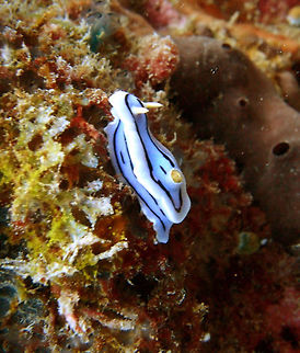 Loch's Chromodoris (Chromodoris_lochi) Dauin, Oct 5, 2012.
It is a species of colorful sea slug, a dorid nudibranch, a marine gastropod mollusk in the family Chromodorididae. Chromodoris lochi is blue or blueish-white with typically three dark or black longitudal lines running down the body. Individuals can reach at least 34 mm in length. There is some variation between individuals in this species, and the gills and rhinophores range in color from a translucent straw-color, through to pink and light orange.
This species is found in the tropical Western Pacific Ocean and is known to range from the Great Barrier Reef in the Southern Hemisphere to the Philippines in the Northern Hemisphere. Chromodoris lochi,Geotagged,Philippines