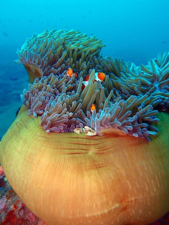 Magnificent Sea Anemone (Heteractis_magnifica) Dauin, Oct 4, 2012.<br />
Is an anemone that can grow up to 1 metre (3 feet) in diameter in the wild. It is often found in association with anemonefish, or clownfish, such as the cinnamon anemonefish (Amphiprion melanopus), Clark&#039;s anemonefish (A. clarkii), common clownfish (A. ocellaris), blackfinned anemonefish (A. nigripes), true clownfish (A. percula), and the pink skunk clownfish (A. perideraion). Juvenile Threespot dascyllus (Dascyllus trimaculatus) also commonly associate with this sea anemone. H. magnifica was featured in the Pixar Animations film Finding Nemo.<br />
Is a species of sea anemone that lives in the Indo-Pacific area.<br />
<br />
As you can see in this case the anemone is shared by a family of Amphiprion ocellaris and a porcelain crab. Geotagged,Heteractis magnifica,Philippines