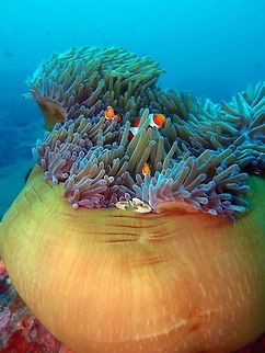 Magnificent Sea Anemone (Heteractis_magnifica) Dauin, Oct 4, 2012.
Is an anemone that can grow up to 1 metre (3 feet) in diameter in the wild. It is often found in association with anemonefish, or clownfish, such as the cinnamon anemonefish (Amphiprion melanopus), Clark's anemonefish (A. clarkii), common clownfish (A. ocellaris), blackfinned anemonefish (A. nigripes), true clownfish (A. percula), and the pink skunk clownfish (A. perideraion). Juvenile Threespot dascyllus (Dascyllus trimaculatus) also commonly associate with this sea anemone. H. magnifica was featured in the Pixar Animations film Finding Nemo.
Is a species of sea anemone that lives in the Indo-Pacific area.

As you can see in this case the anemone is shared by a family of Amphiprion ocellaris and a porcelain crab. Geotagged,Heteractis magnifica,Philippines