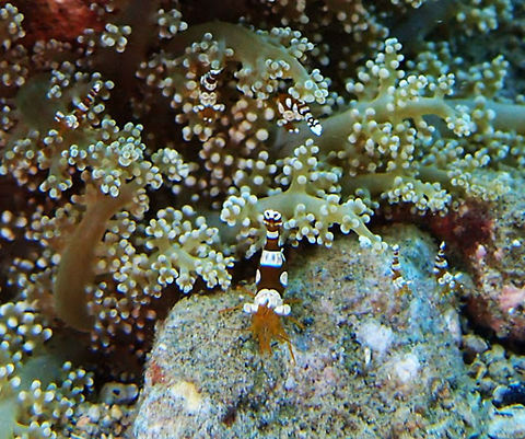 Sexy Shrimp (Thor_amboinensis) Thor amboinensis is a small shrimp growing to a length of about 13 millimetres (0.51 in). It is an olive brown colour with symmetrically placed white patches edged with thin blue lines. It characteristically carries its abdomen curved upwards with its tail fan above its head.
Found across the Indo-West Pacific and in parts of the Atlantic Ocean. It lives symbiotically on corals, sea anemones and other marine invertebrates in shallow reef communities. Geotagged,Philippines,Thor amboinensis