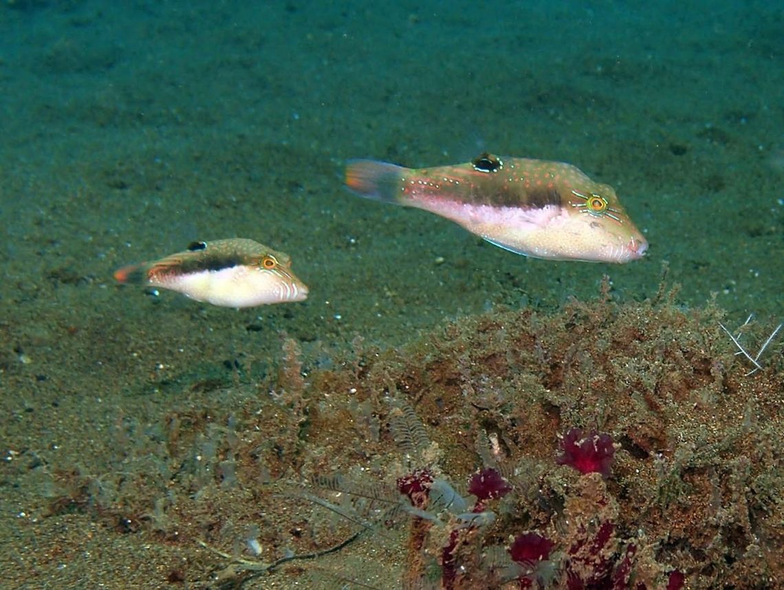 Bennett´s sharpnose puffer (Canthigaster_bennetti) Dauin, Oct 4, 2012.<br />
Max length : 10.0 cm. Bennett&#039;s Puffer has a small mouth and a long, conical snout. It has a moderately compressed body with short-based dorsal and anal fins. The colouration of this species is variable depending upon the surrounding habitat. In weedy areas the fish sometimes has a greenish tint. It often has blue lines radiating from the eye, a pale belly with blue and orange spots, a dark, blue-margined region under the base of the dorsal fin and a ill-defined dark stripe laterally.<br />
<br />
Indo-Pacific. Inhabits inner reef flats and sheltered lagoons. A common inshore species, often on algal or silty reefs and among attached Sargassum on shallow rubble flats. Feeds mainly on filamentous green algae and to a lesser extent on fleshy and coralline red algae and on benthic invertebrates. Monogamous. Canthigaster bennetti,Geotagged,Philippines
