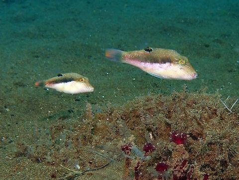 Bennett´s sharpnose puffer (Canthigaster_bennetti) Dauin, Oct 4, 2012.
Max length : 10.0 cm. Bennett's Puffer has a small mouth and a long, conical snout. It has a moderately compressed body with short-based dorsal and anal fins. The colouration of this species is variable depending upon the surrounding habitat. In weedy areas the fish sometimes has a greenish tint. It often has blue lines radiating from the eye, a pale belly with blue and orange spots, a dark, blue-margined region under the base of the dorsal fin and a ill-defined dark stripe laterally.

Indo-Pacific. Inhabits inner reef flats and sheltered lagoons. A common inshore species, often on algal or silty reefs and among attached Sargassum on shallow rubble flats. Feeds mainly on filamentous green algae and to a lesser extent on fleshy and coralline red algae and on benthic invertebrates. Monogamous. Canthigaster bennetti,Geotagged,Philippines