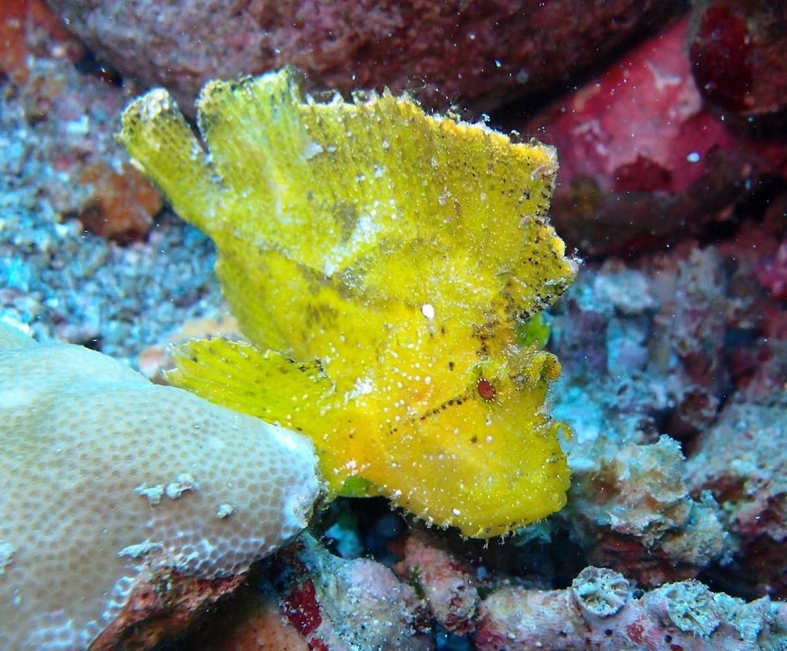 Leaf Scorpionfih (Taenianotus_triacanthus) Dauin, Oct 2, 2012.<br />
Leaf scorpionfish are about ten centimeters long. The color of this fish varies from green, red, pink, brown, ocher and yellowish to a ghostly white. The fish is almost as flat as a leaf and resembles a leaf in many other ways. Geotagged,Leaf scorpionfish,Philippines,Taenianotus triacanthus