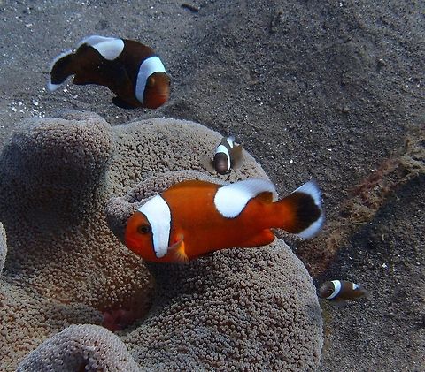 Saddleback clownfish (Amphiprion_polymnus) Dauin, Oct 4, 2012.
Like any other clownfishes, they are observed to live with a symbiotic relationship with an anemone, mostly the Saddle carpet anemone or the Sebae anemone, for its protection. It can reach a length of about 4.6 inches at maximum and is considered omnivore since it eats small crustaceans and algae. Its color may vary from yellow orange to dark brown with a thick white bar behind its eyes. Its name originated from the slanted or saddle shaped white bar across the middle section of the body of the fish. In some of this fish’s variety, the saddle shape can extend to the Dorsal fin of the fish with a margin or white bar crossing its caudal peduncle. Studies show that the color of the fish is somehow related to the host anemone.

Widely distributed in the Western Pacific: Ryukyu Islands, Viet Nam, Indonesia, China, Gulf of Thailand, Philippines, Australia, New Guinea, Taiwan, New Britain, and Solomon Islands. It can also be found at the eastern parts of the Indian Ocean. Amphiprion polymnus,Geotagged,Philippines,Saddleback clownfish