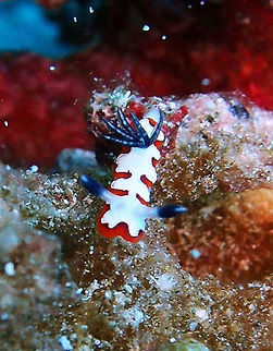 Goniobranchus fidelis Apo Island, Oct 2, 2012.
The mantle is creamy white with a broad orange band around the mantle edge and a thin wine red line between the white and the orange. On the inner edge of the orange band there are usually a series of tongue-like patches running into the white region. In some cases they are almost all wine red while in others there is only a slight thickening of the red band. Grows to 20-25mm long.
 Geotagged,Goniobranchus fidelis,Philippines