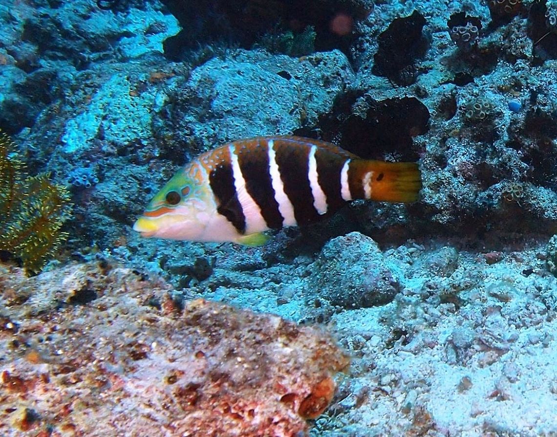 Barred thicklip (Hemigymnus_fasciatus) Dauin, Oct 2, 2012.<br />
Adult Fiveband Wrasse have a darkish body with four narrow white bars on the sides. The head is yellow-green with irregular pink lines. The caudal fin is either yellow or black. Juveniles look similar to adults, but have a dark head, and the white bars are narrower. The caudal fin is dark.The species grows to 80 cm in length.<br />
<br />
Is a fish from the coral reefs which lives in the Indian and Pacific Oceans (30&deg;N &ndash; 30&deg;S), and in the Red Sea. The Fiveband Wrasse is a tropical marine fish that can be found in areas of sand, rubble and coral. It is found in depths from 1 m to 40 m.  Barred thicklip,Geotagged,Hemigymnus fasciatus,Philippines