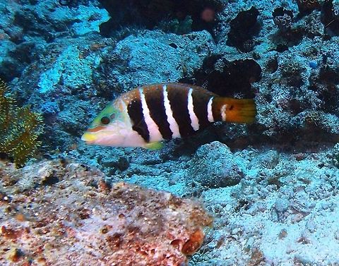 Barred thicklip (Hemigymnus_fasciatus) Dauin, Oct 2, 2012.
Adult Fiveband Wrasse have a darkish body with four narrow white bars on the sides. The head is yellow-green with irregular pink lines. The caudal fin is either yellow or black. Juveniles look similar to adults, but have a dark head, and the white bars are narrower. The caudal fin is dark.The species grows to 80 cm in length.

Is a fish from the coral reefs which lives in the Indian and Pacific Oceans (30°N – 30°S), and in the Red Sea. The Fiveband Wrasse is a tropical marine fish that can be found in areas of sand, rubble and coral. It is found in depths from 1 m to 40 m.  Barred thicklip,Geotagged,Hemigymnus fasciatus,Philippines