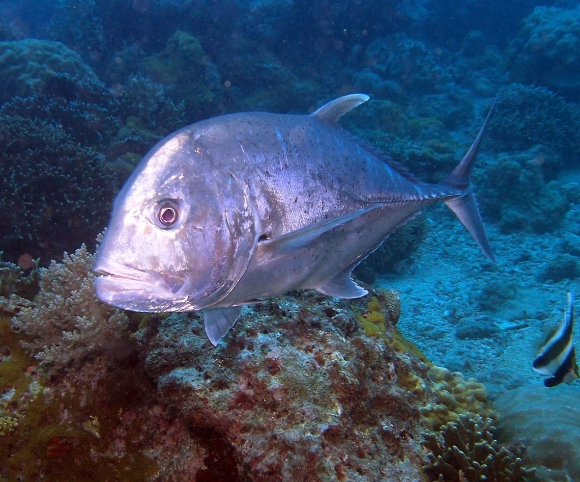 Giant Trevally (Caranx_ignobilis) Dauin, Oct 5, 2012.<br />
Is a species of large marine fish classified in the jack family, Carangidae. It is distinguished by its steep head profile, strong tail scutes, and a variety of other more detailed anatomical features. It is normally a silvery colour with occasional dark spots, but males may be black once they mature. It is the largest fish in the genus Caranx, growing to a maximum known size of 170 cm and a weight of 80 kg. The giant trevally is a powerful apex predator in most of its habitats, and is known to hunt individually and in schools.<br />
It is distributed throughout the tropical waters of the Indo-Pacific region, with a range stretching from South Africa in the west to Hawaii in the east, including Japan in the north and Australia in the south. The giant trevally inhabits a wide range of marine environments, from estuaries, shallow bays and lagoons as a juvenile to deeper reefs, offshore atolls and large embayments as an adult. Juveniles of the species are known to live in waters of very low salinity such as coastal lakes and upper reaches of rivers, and tend to prefer turbid waters. Caranx ignobilis,Geotagged,Giant trevally,Philippines