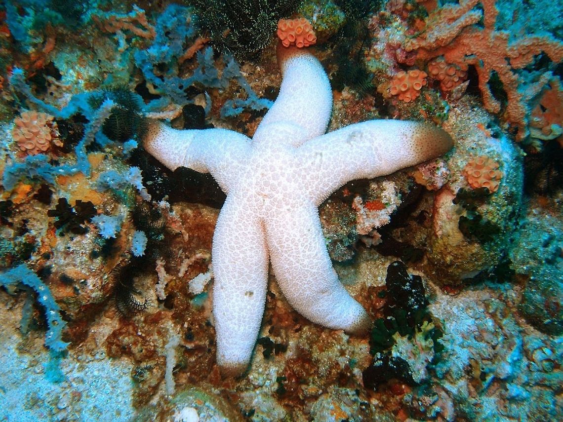Fat Sea Star (Thromidia_catalai) Dauin, Ot 2, 2012.<br />
Large sea star with 5 cylindrical arms, ending in a conical point. Pinkish colour with scattered papillae. The arm tip fading in a dark orange colour. 50 cm diameter. <br />
Ref: <a href="https://nl.wikipedia.org/wiki/Thromidia_catalai" rel="nofollow">https://nl.wikipedia.org/wiki/Thromidia_catalai</a> Geotagged,Philippines,Thromidia catalai,sea star,thromidia catalai