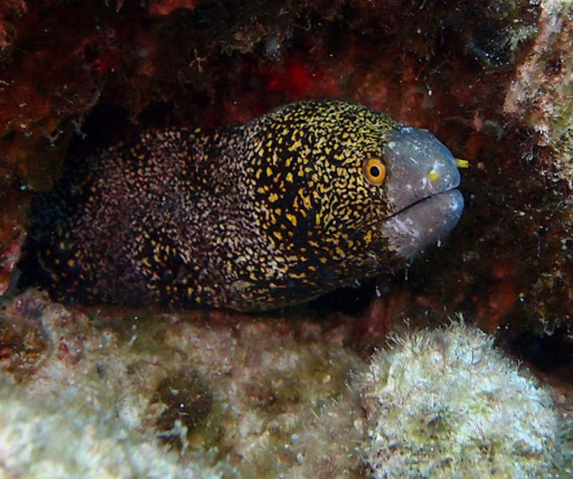 Snowflake moray eel (Echidna_nebulosa) Dauin, Oct 2. 2012.<br />
Apparently one popular eel in the aquarium trade. The snowflake moray eel is an attractively marked moray eel &mdash; it is white or cream-colored overall, with black dendritic black blotches that contain one or two yellow spots. The eyes of the snowflake moray eel are yellow and there are yellow markings on the head. The dentition of this moray belies its preference for crustacean prey. The teeth of the snowflake moray eel are conical in shape and hence good for crushing invertebrate exoskeletons. Larger snowflake moray eels eat more fish in the wild, as well.<br />
<br />
Found in the Indo-Pacific oceans and throughout Micronesia. The species is also found in the eastern Central Pacific from southern Baja California, Mexico, and from Costa Rica to northern Colombia, at depths of between 2 and 30 metres (7 and 100 ft). Its length is up to one metre. Echidna nebulosa,Geotagged,Philippines,Snowflake moray