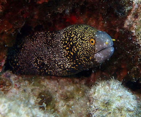 Snowflake moray eel (Echidna_nebulosa) Dauin, Oct 2. 2012.
Apparently one popular eel in the aquarium trade. The snowflake moray eel is an attractively marked moray eel &mdash; it is white or cream-colored overall, with black dendritic black blotches that contain one or two yellow spots. The eyes of the snowflake moray eel are yellow and there are yellow markings on the head. The dentition of this moray belies its preference for crustacean prey. The teeth of the snowflake moray eel are conical in shape and hence good for crushing invertebrate exoskeletons. Larger snowflake moray eels eat more fish in the wild, as well.

Found in the Indo-Pacific oceans and throughout Micronesia. The species is also found in the eastern Central Pacific from southern Baja California, Mexico, and from Costa Rica to northern Colombia, at depths of between 2 and 30 metres (7 and 100 ft). Its length is up to one metre. Echidna nebulosa,Geotagged,Philippines,Snowflake moray