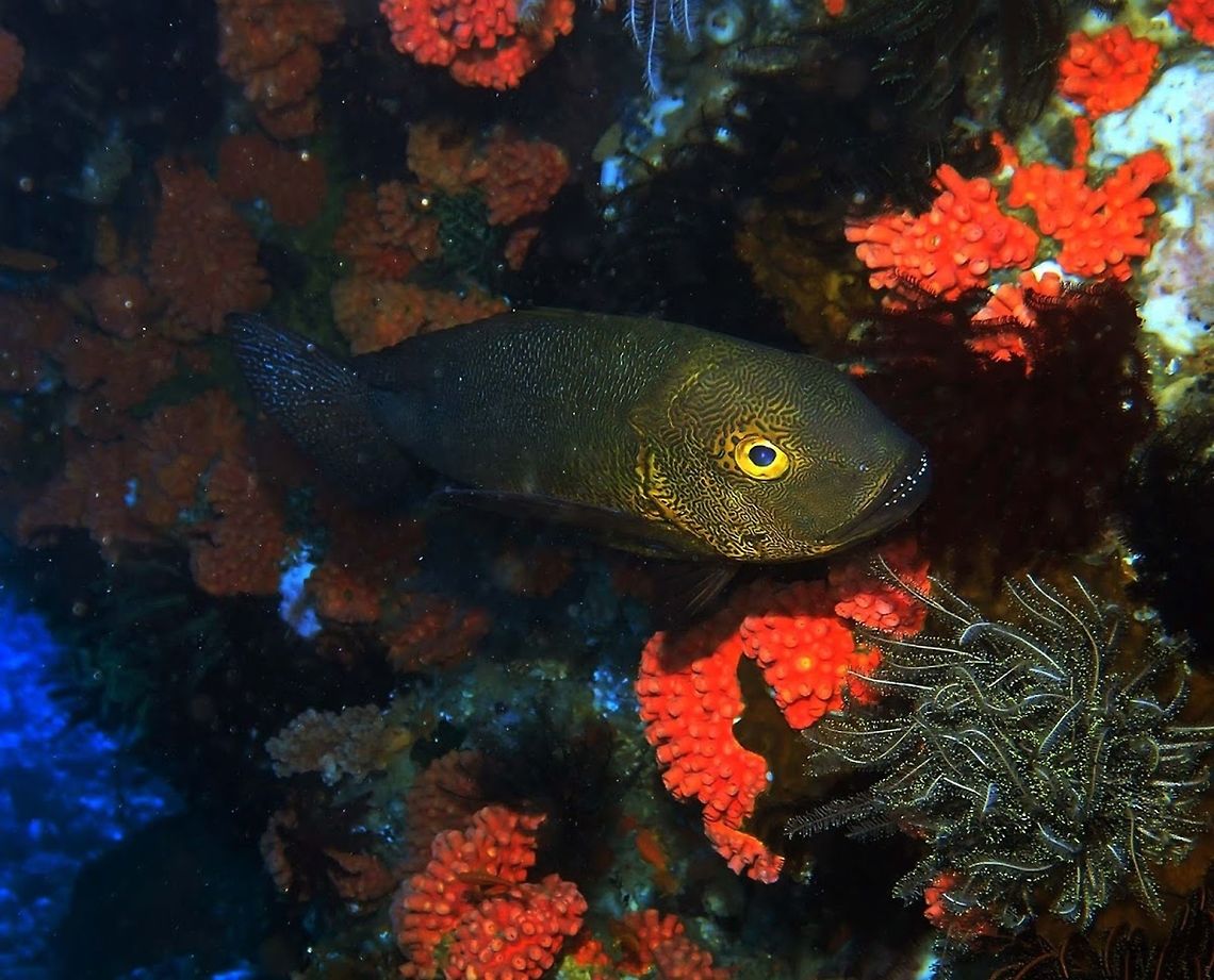Midnight Snapper (Macolor_macularis) Dauin, Oct 5, 2012.<br />
Black with pale line markings in scales; blue line and spot markings on head; large eye with bright gold iris. Yellow around the face. Up to 60 cm. Solitary or in groups.<br />
Indo Pacific. Maledives to Solomon I. SW Japan to N Australia and New Caledonia. Edge of steep slopes of lagoons, passes and outer reefs in 5-50 m. Geotagged,Macolor macularis,Philippines