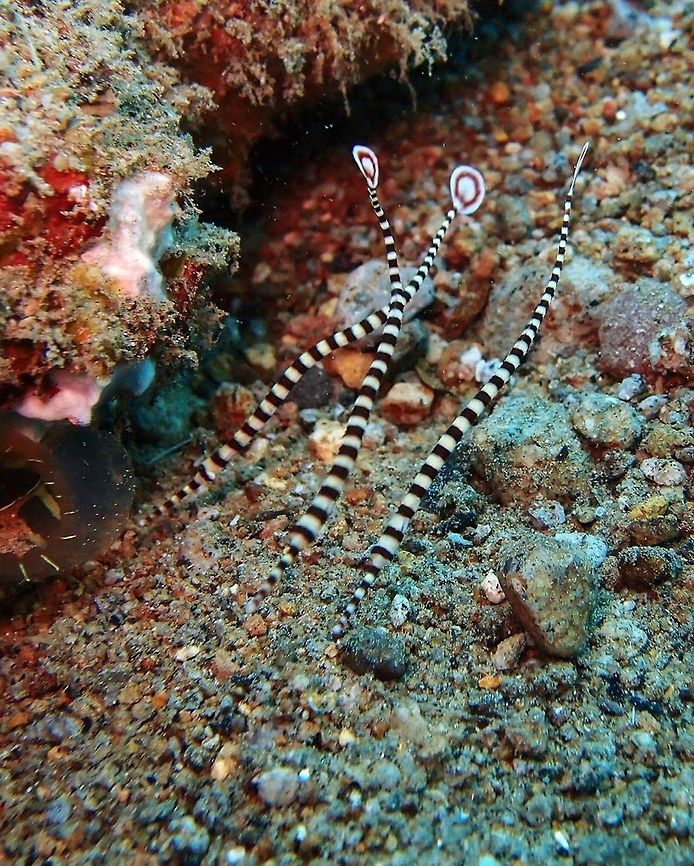 Banded Pipefish (Doryrhamphus_dactyliophorus) Dauin, Oct 3, 2012.<br />
Up to 7 inches in size, the Banded Pipefish is a type of reef pipefish or flagtail pipefish. This fish is a stronger swimmer than its seahorse cousins and rarely comes into direct contact with the substrate. The Banded Pipefish has a long, slender body with a tiny, tubular mouth and an oval, flag-like tail. The body is creamy white with dark red to black vertical rings from the snout to the tail. The tail is bright red with a white margin and dot in the center.<br />
Habitat: Indo Pacific. In the wild, the Banded Pipefish can be found swimming under rocky overhangs, corals, or close to the floor of its reef habitat.  Banded pipefish,Dunckerocampus dactyliophorus,Geotagged,Philippines