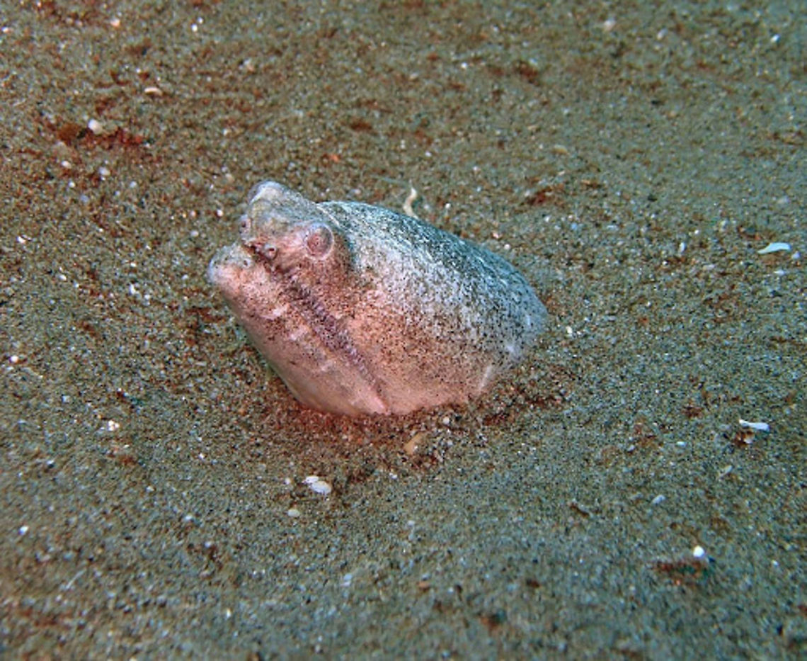 Crocodile Snake Eel (Brachysomophis_crocodilinus) Dauin, Oct 4, 2012.<br />
A quite ugly but nonetheless interesting eel. Whitish to brown, often with drak flecks. Head flattened and not deeply depressed behind eyes. Eyes set far forward on snout. Branched skin flaps along upper lip. Length up to 85 cm.<br />
Habitat:Solitary, buries in sand with only head protruding. This way, ambushes its prey. Found in sand patches in 1-15 m. From Madagascar to French Polynesia, SW Japan and Australia. Brachysomophis crocodilinus,Crocodile snake eel,Geotagged,Philippines