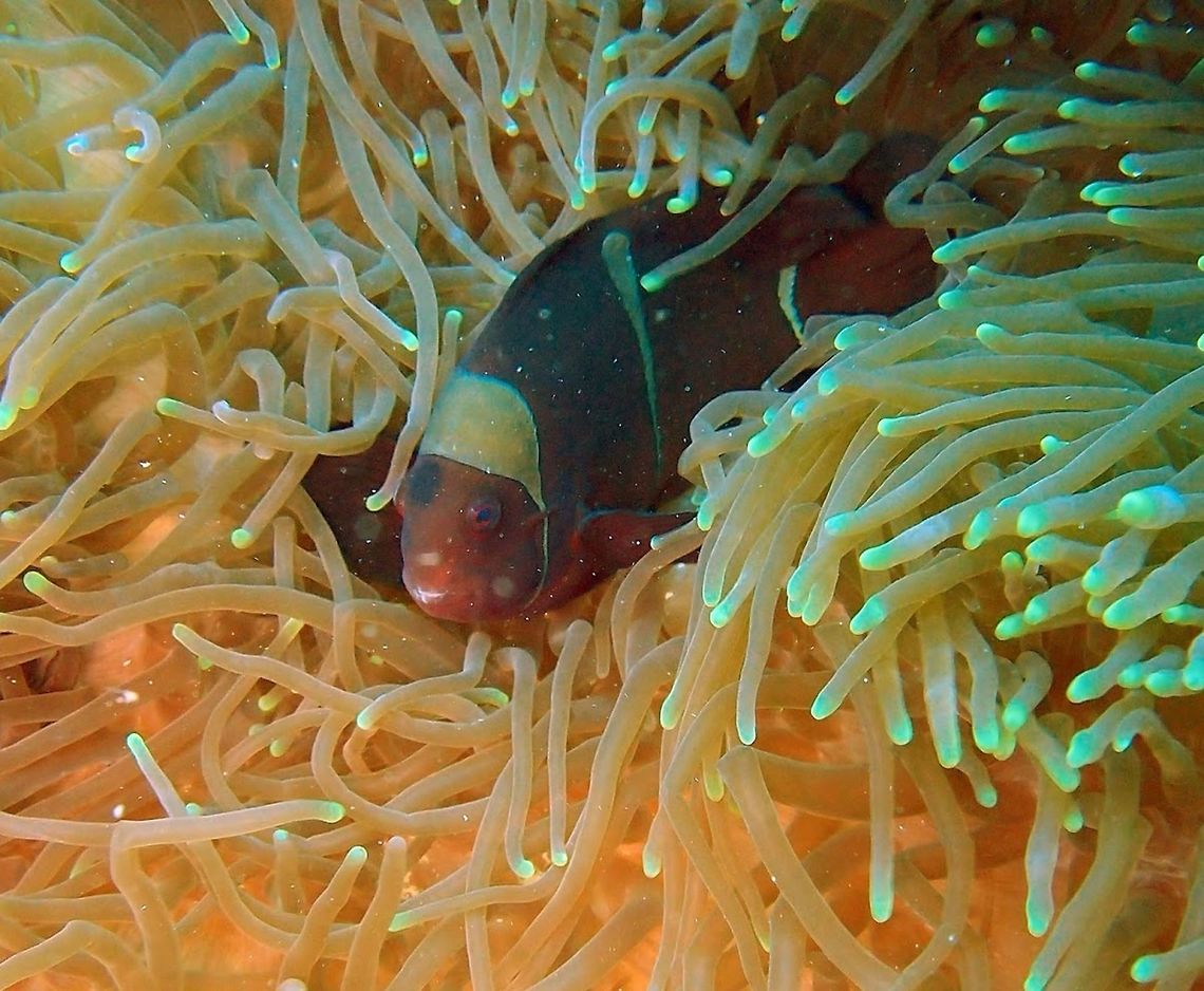 Maroon Clownfish (Premnas_biaculeatus) Dauin, Oct 5, 2012.<br />
The female is usually larger than the male and dark red or maroon, and the male smaller and a bright red.<br />
Habitat: Found in the Indo-Pacific from western Indonesia to Taiwan and the Great Barrier Reef. Geotagged,Maroon clownfish,Philippines,Premnas biaculeatus