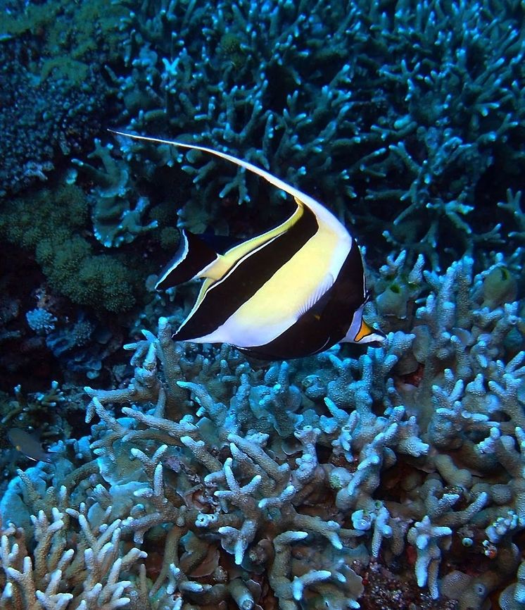 Moorish Idol (Zanclus_cornutus) Dauin, Oct 2, 2012.<br />
The moorish idol got its name from the Moors of Africa, who purportedly believe(d) the fish to be a bringer of happiness. Moorish idols are also popular aquarium fish. With distinctively compressed and disk-like bodies, moorish idols stand out in contrasting bands of black, white and yellow which make them attractive to aquarium keepers. The fish have relatively small fins, except for the dorsal fin whose 6 or 7 spines are dramatically elongated to form a trailing, sickle-shaped crest called the philomantis extension. Moorish idols have small terminal mouths at the end of long, tubular snouts; many long bristle-like teeth line the mouth. The eyes are set high on the fish's deeply-keeled bodies; in adults, perceptible bumps are located above each. The anal fin may have 2 or 3 spines. Moorish idols reach a maximum length of 23 centimeters (9.1 in). The sickle-like dorsal spines shorten with age. Sponges, coral polyps, tunicates and other benthic invertebrates constitute the bulk of the moorish idol's diet in the wild. Captive moorish idols typically are very picky eaters..<br />
Habitat: A common inhabitant of tropical to subtropical reefs and lagoons, the moorish idol is notable for its wide distribution throughout the Indo-Pacific. Often seen alone, Moorish idols also form pairs or occasionally small schools, especially as juveniles. They are diurnal fish, sticking to the bottom of the reef at night, adopting a drab coloration. Like butterfly fish, they mate for life. Adult males display aggression toward one another.<br />
<br />
 Geotagged,Moorish idol,Philippines,Zanclus cornutus